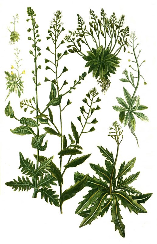 Bursa pastoris minima and Bursa pastoris minor and Bursa pastoris serratifolia and Bursa pastoris major and Bursa pastoris monstrosa major
