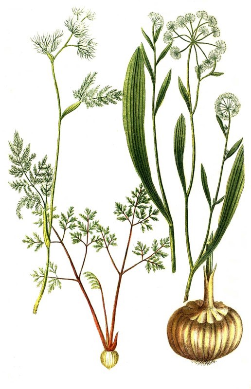 Bulbocastanum