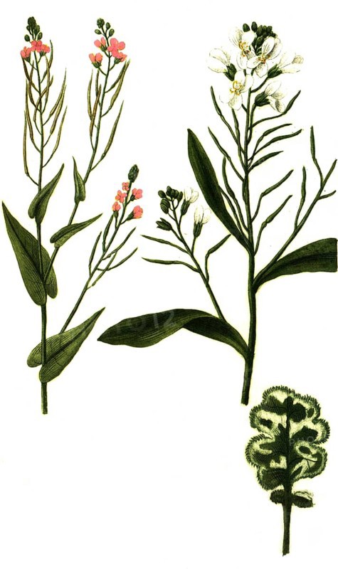 Virescens