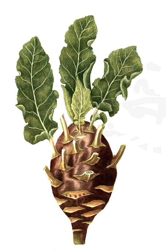 Rapocaulis dicta