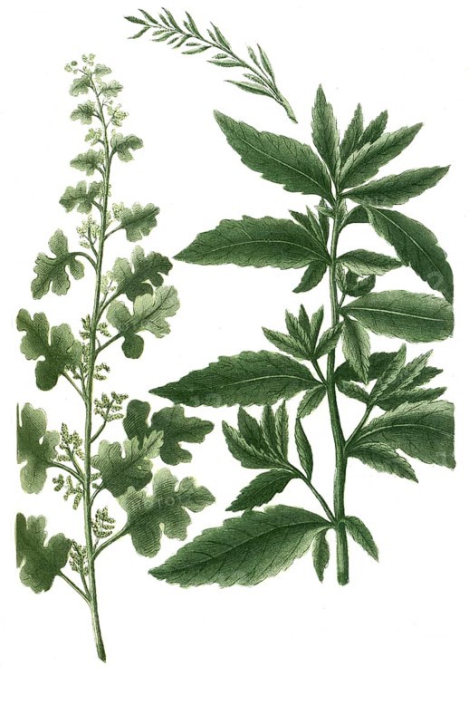 Botrys vulgaris