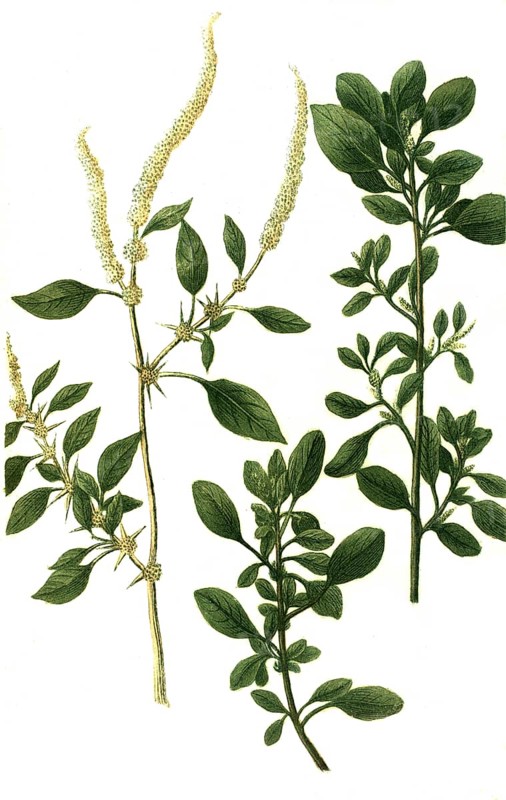 Blitum album minus and Blitum africanum polygonoides