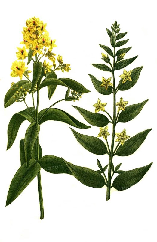 Variants of the plant genus mullein