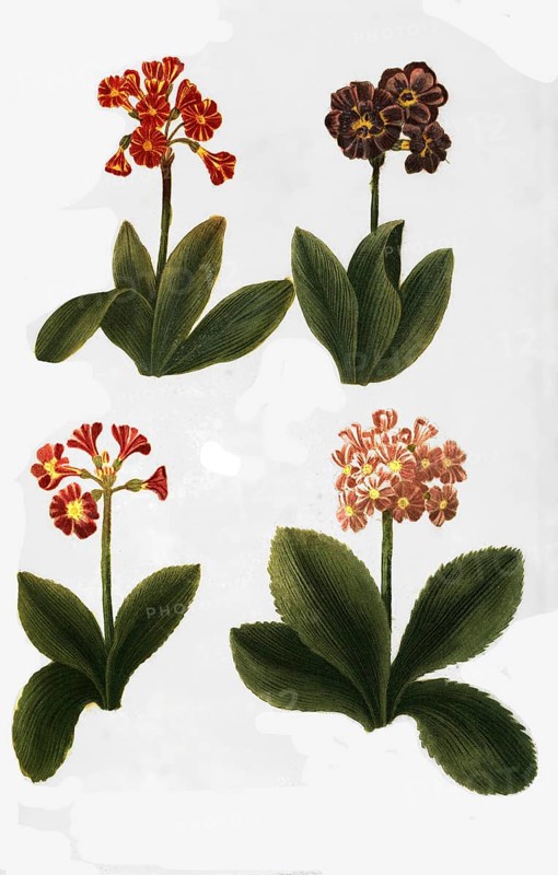 Variants of the least primrose