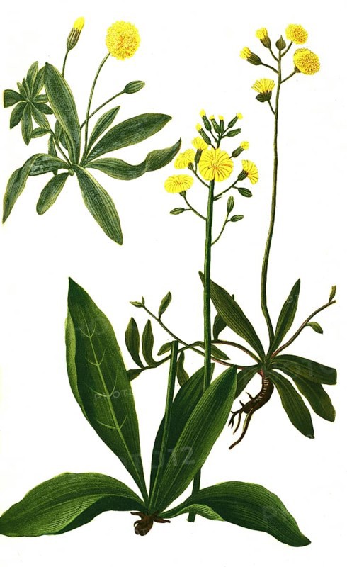 Auricula muris