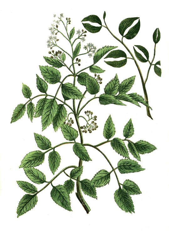 Angelica baccifera Canadensis