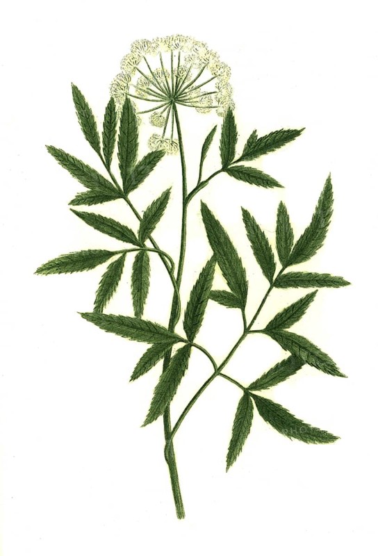 Angelica palustris