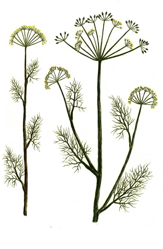 Anethum and Anethum pernambuccanum