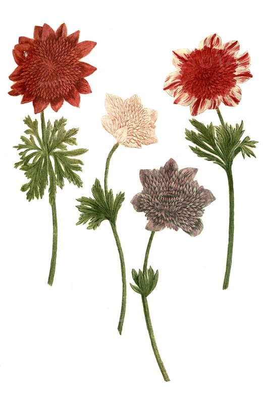 Broad leaved anemone