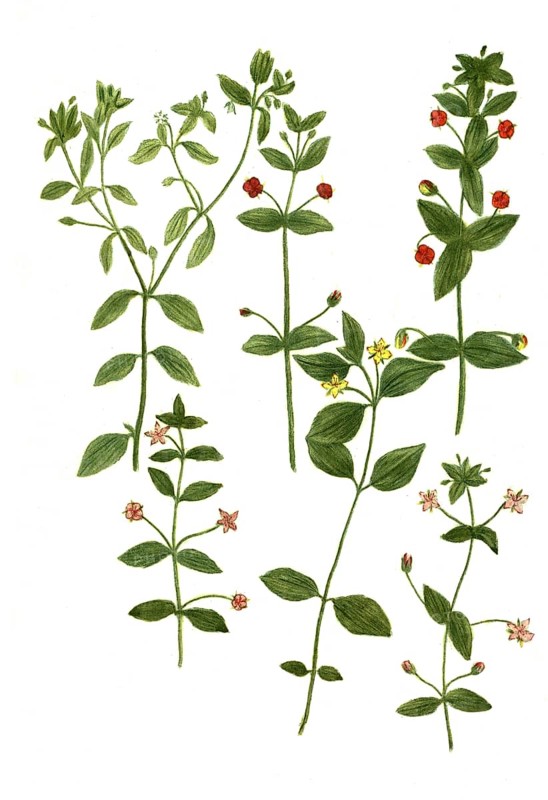 Anagallis vulgaris