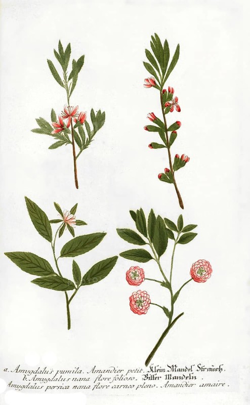 Amygdalus pumila dwarf almond