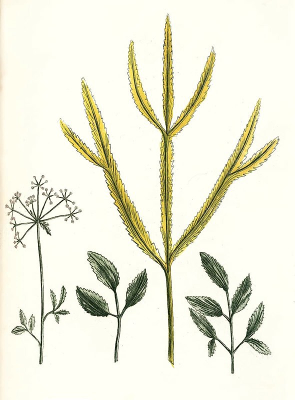 Ammi perenne