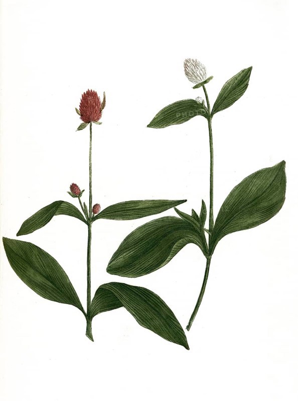 globosus ruber