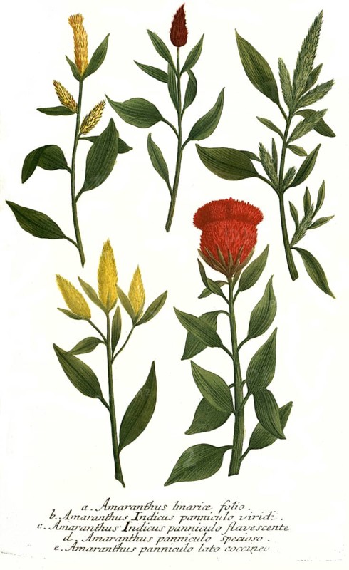 linariae