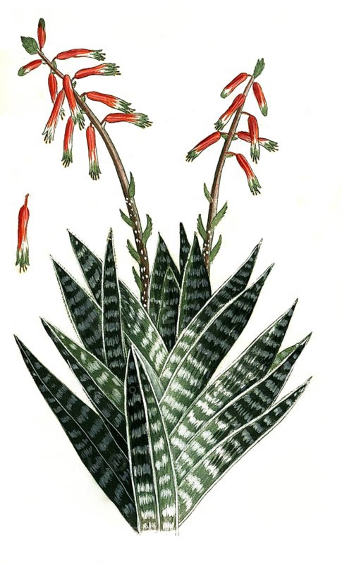Aloe africana humilis folio albo et viridi variegato