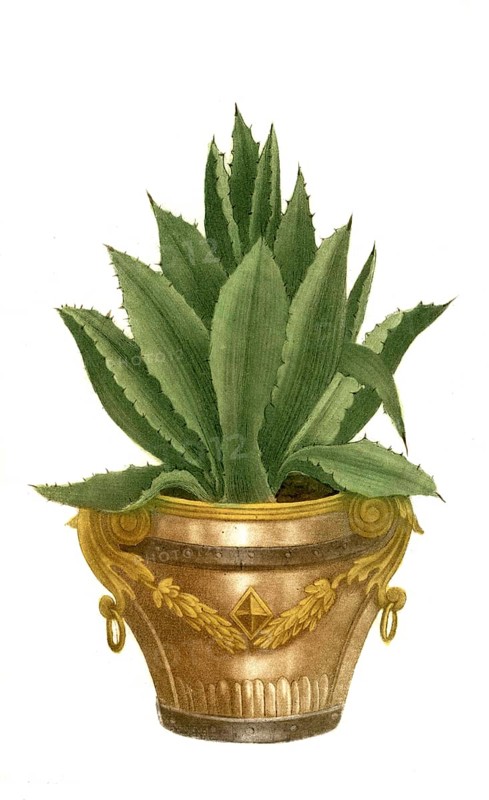Aloe americana minor