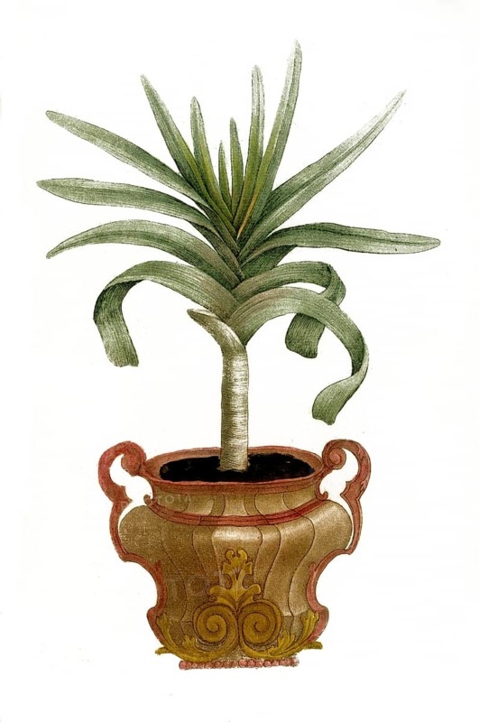 Aloe africana montana arborescens non spinosa