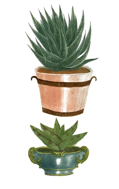 Aloe africana margaritifera minor