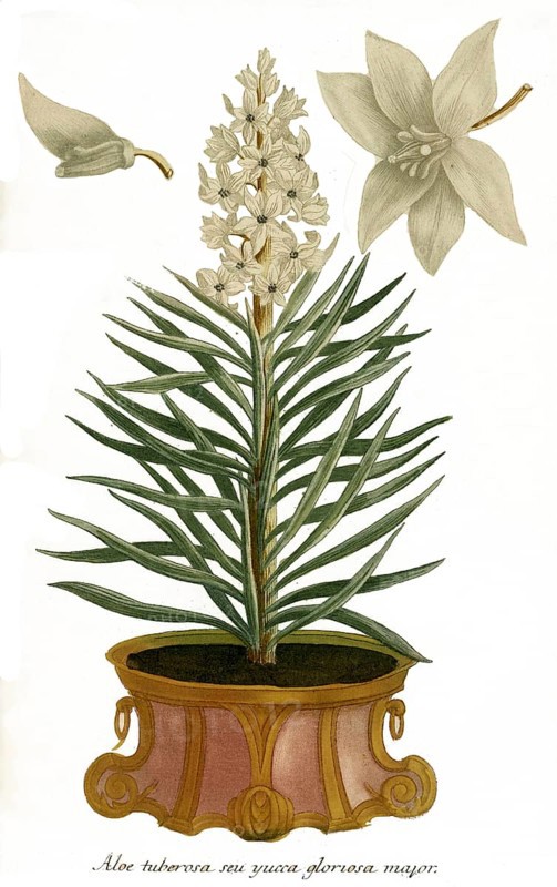 Aloe tuberosa