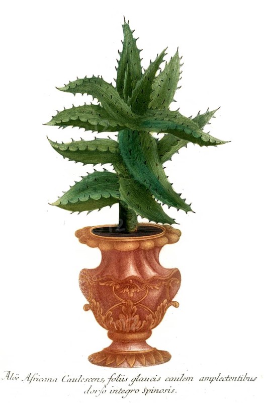 Aloe africana