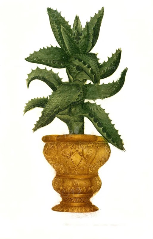 Aloe africana caulescens