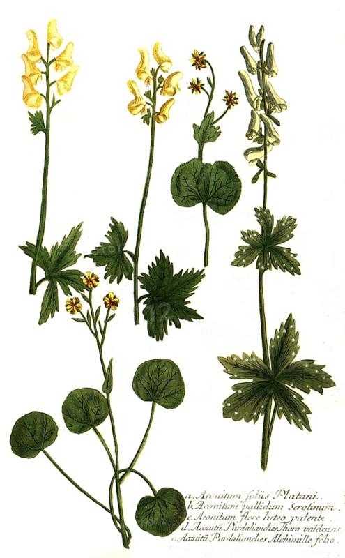 Foliis platani