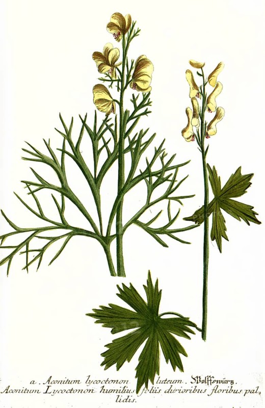 Lycoctonon luteum and Aconitum lycoctonon humilius
