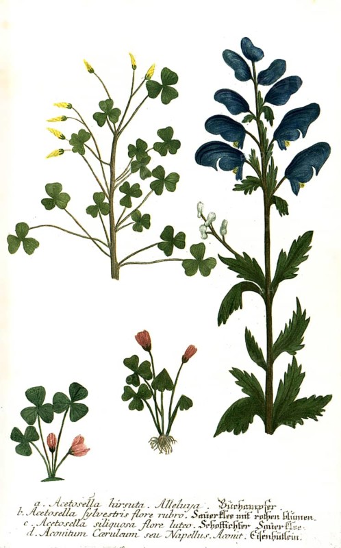 Acetosella hirsuta