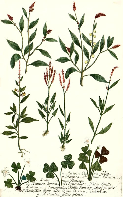 Acetosa ocymi