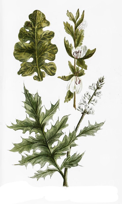 Acanthus mollis and Acanthus aculeatus