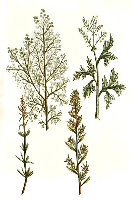 Absinthium ponticum aluine romane