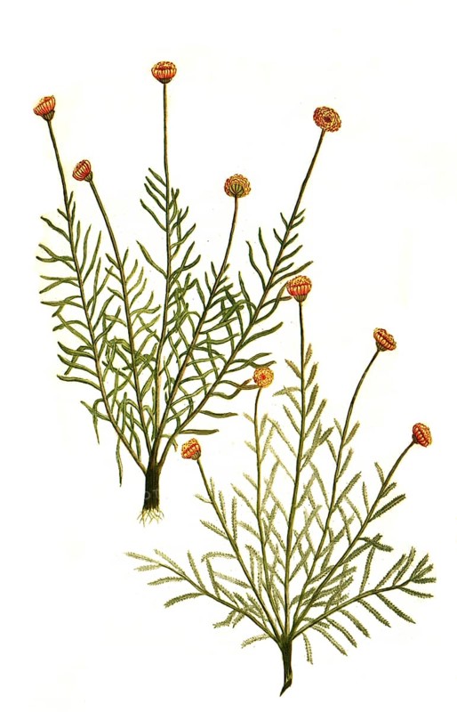 Abrotanum lisitanicum rorismarini folio and Abrotanum lusitanucom alterum