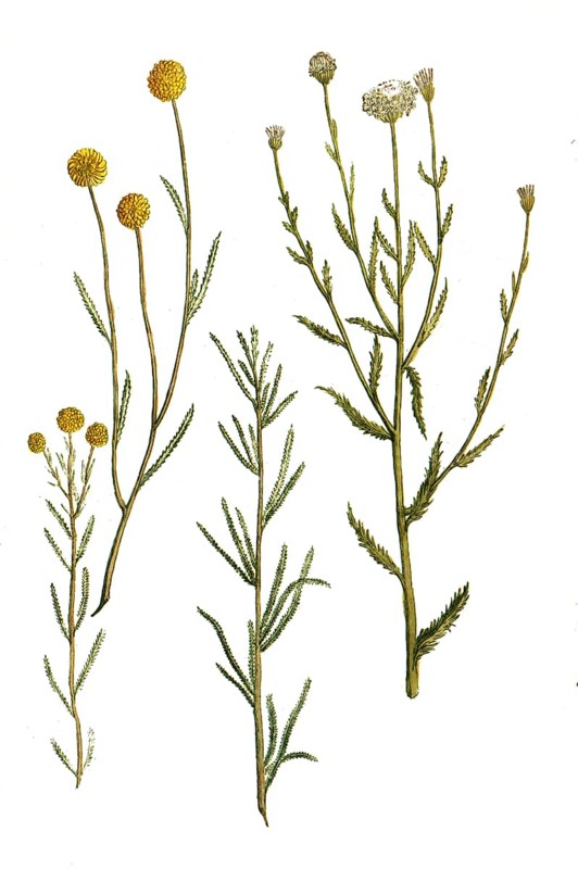 Boar's Rue
