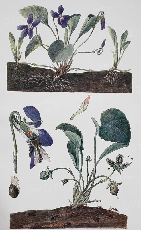 Scented violet