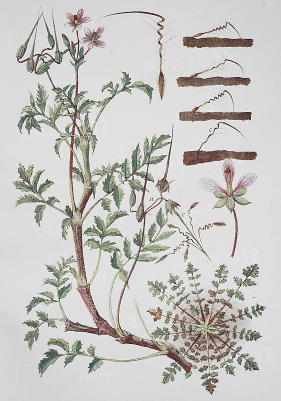 Redstem filaree