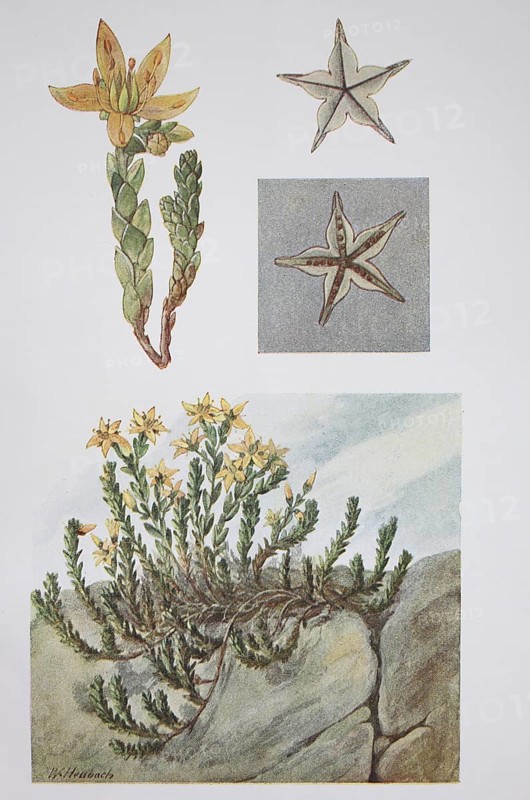 Goldmoss stonecrop