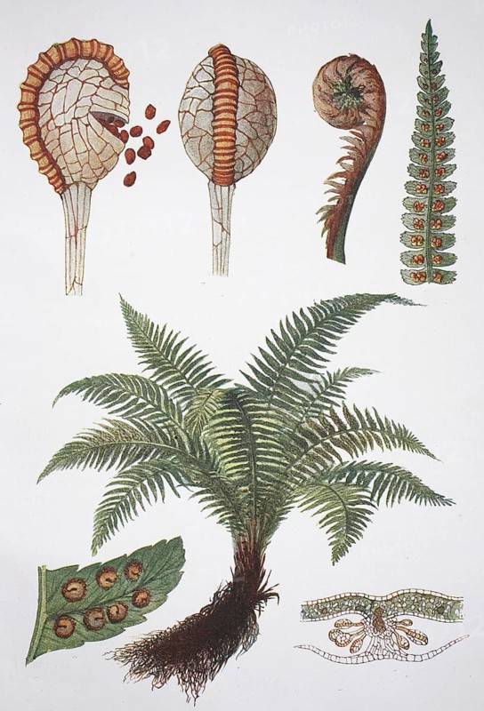 Male-fern