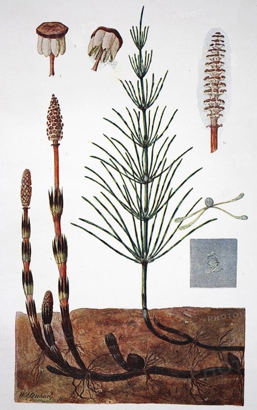 Field horsetail