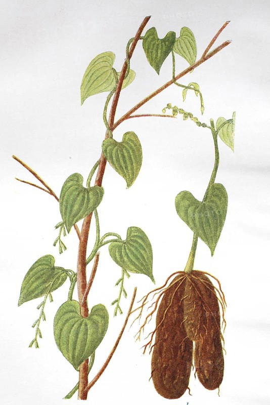 Yam