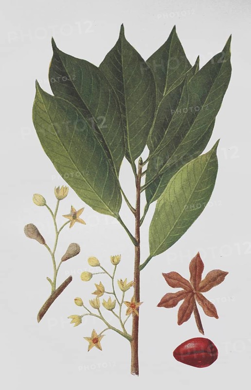 Cola
