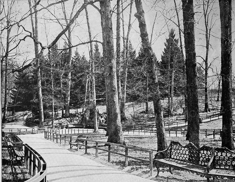 Large trees in Druid Hill Park in Baltimore in the state of Maryland