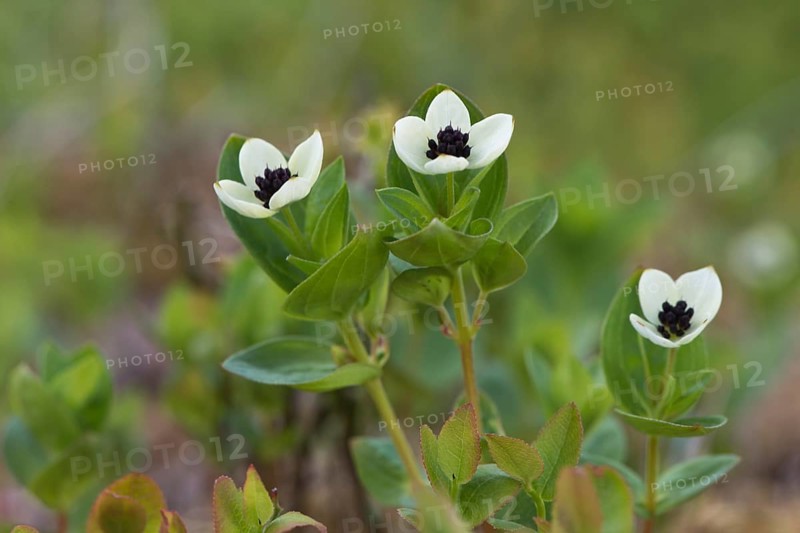Swedish dogwood
