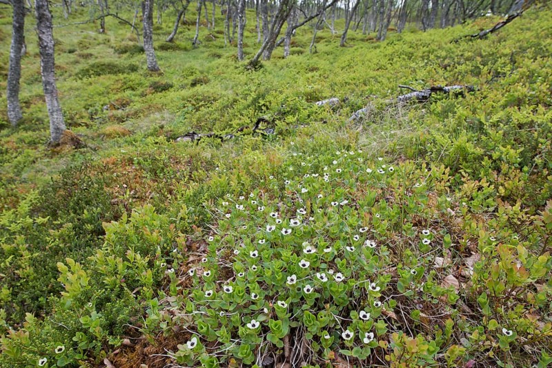 Swedish dogwood