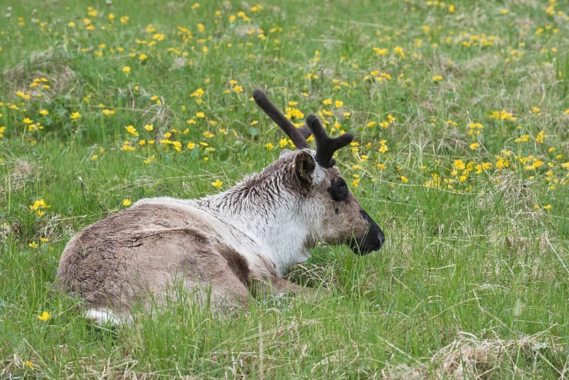 Reindeer