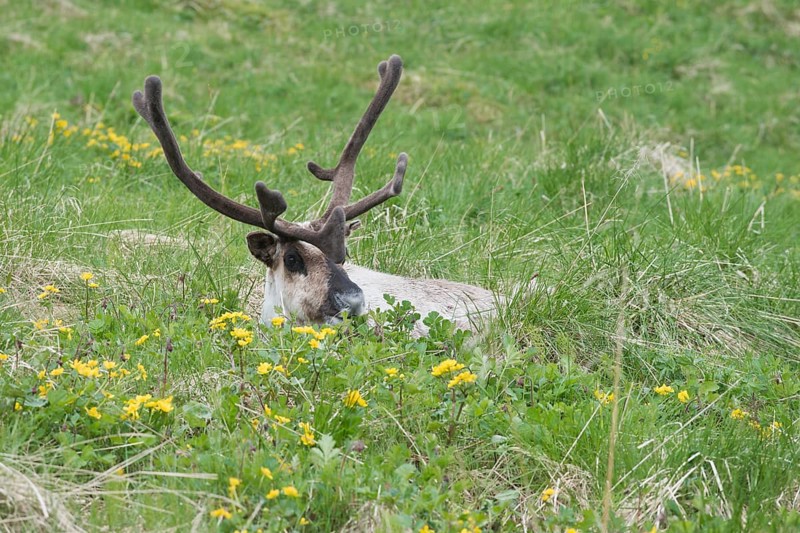 Reindeer