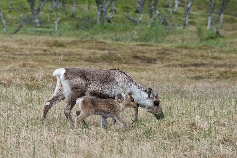 Reindeer