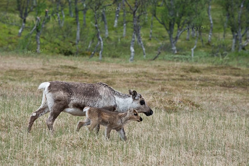 Reindeer