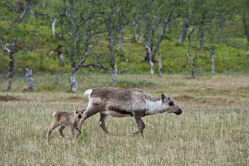 Reindeer