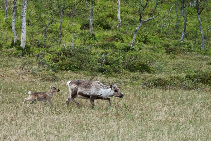 Reindeer
