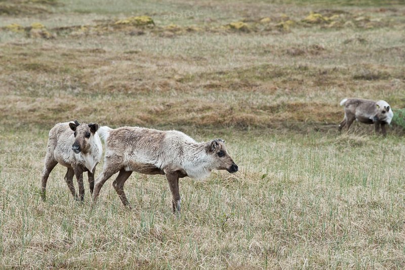 Reindeer